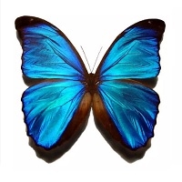 You are currently viewing Hikaye “Mavi-Siyah Kanatlı Kelebek”